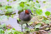 【カイツブリ】（撮影地：柳川市三橋町）本州以南で留鳥として周年見られます。主に内陸部の淡水池に生息していますが、河川や湾内で見られることもあります。