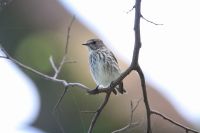 【エゾビタキ】（撮影地：船小屋中の島公園）北海道で夏鳥、他の地域では旅鳥として渡来します。春の渡りにも少数が見られますが秋の渡りの記録のほうがはるかに多く観察されています。