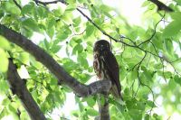 【アオバズク】（撮影地：綾部神社）夏鳥として北海道から九州まで渡来します。5月から6月の青葉のころに渡来し、夜になると「ホーホー・ホーホー」とよく通鳴き声が聞かれます。神社などの古木に営巣しています。
